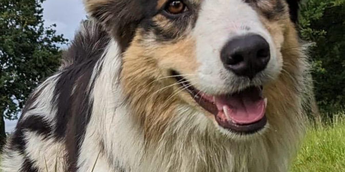 Mick, Australian Shepherd