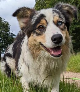 Mick, Australian Shepherd