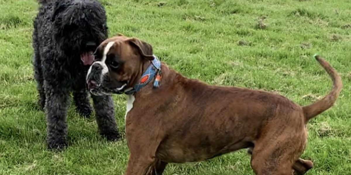 Beer de boxer ontmoet Sam de bouvier