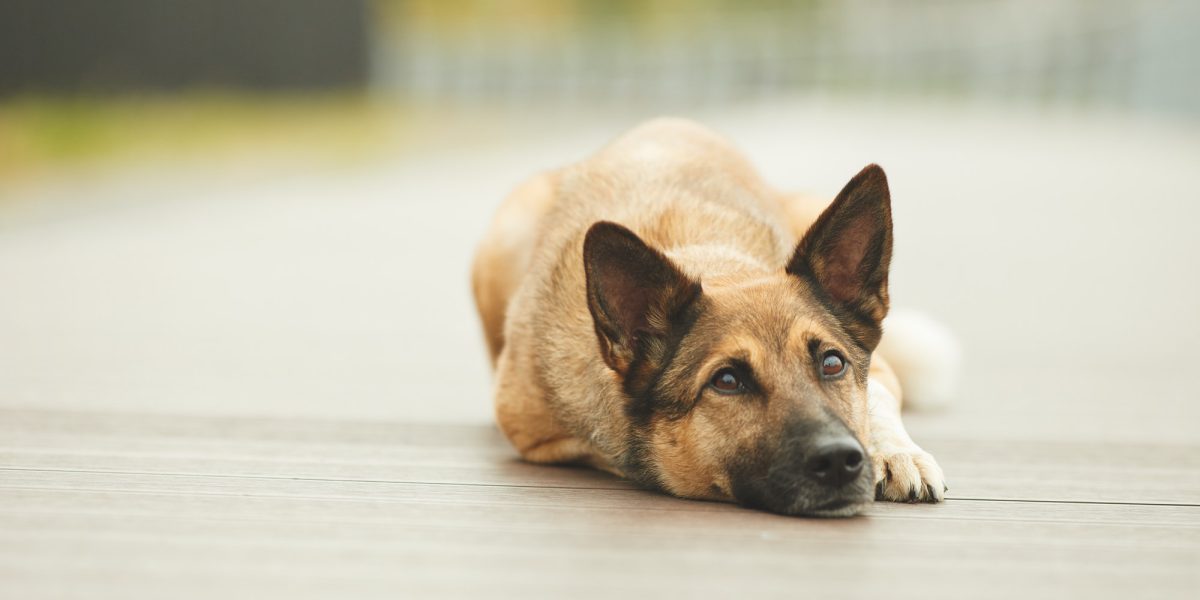 dog-resting-outdoors.jpg